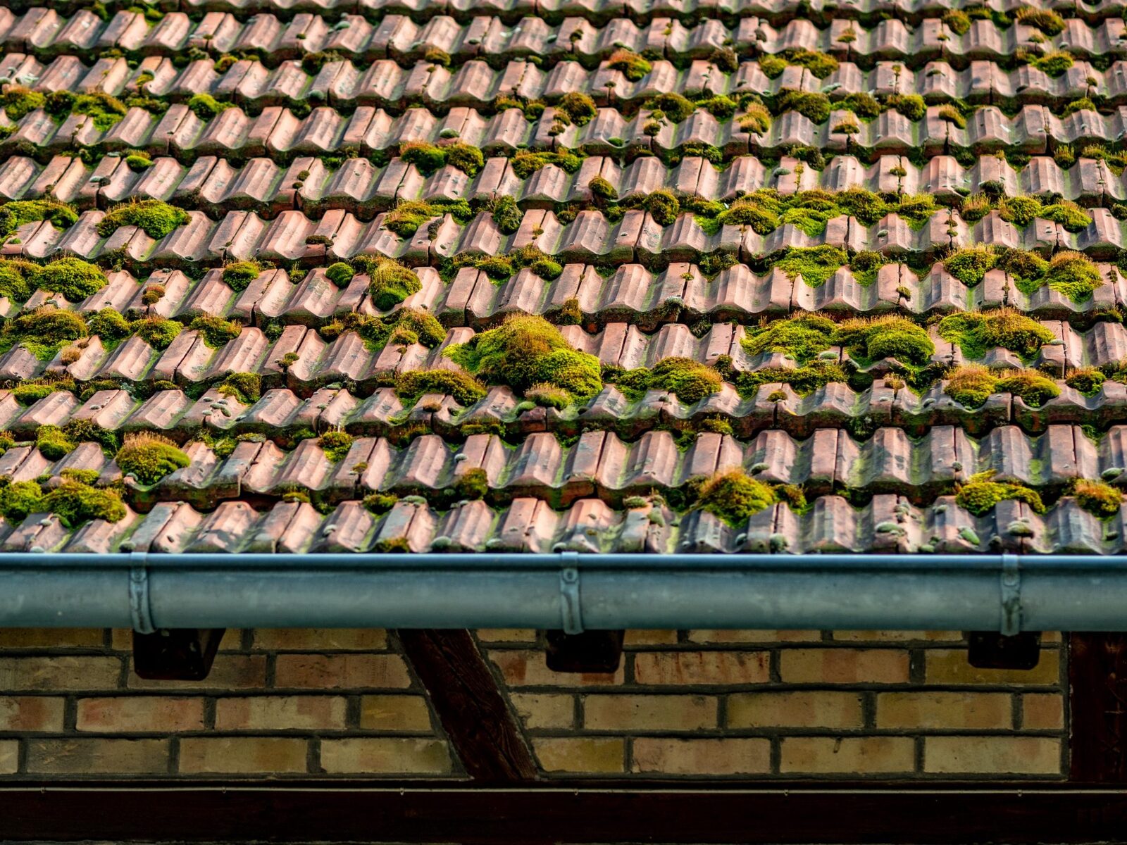 Moss Removal